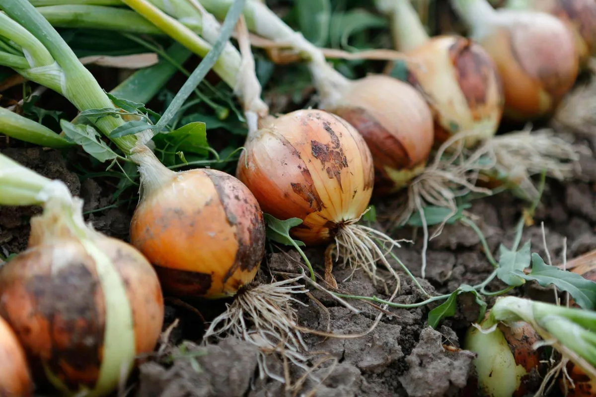 These Autumn Vegetables Grow Back On Their Own Thanks To A Simple Step During Harvesting