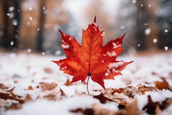True Or False: If Autumn Leaves Are Colourful And Bright, Will Winter Be Harsher?
