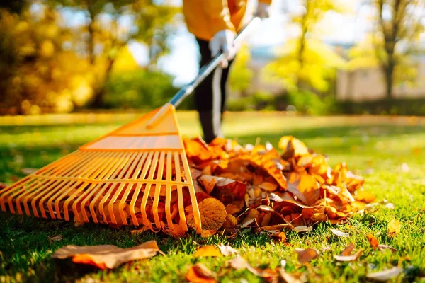 Lawn: 7 Autumn Tasks To Prepare For A Vibrant Spring