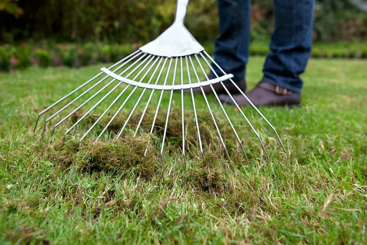Lawn: 7 Autumn Tasks To Prepare For A Vibrant Spring
