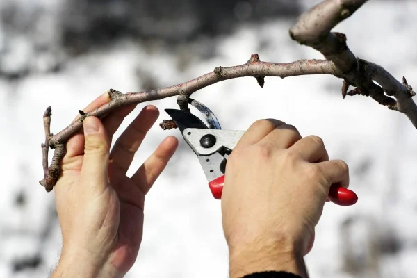 Now Is The Perfect Time To Prune These Three Trees To Strengthen Their Structure Before Winter