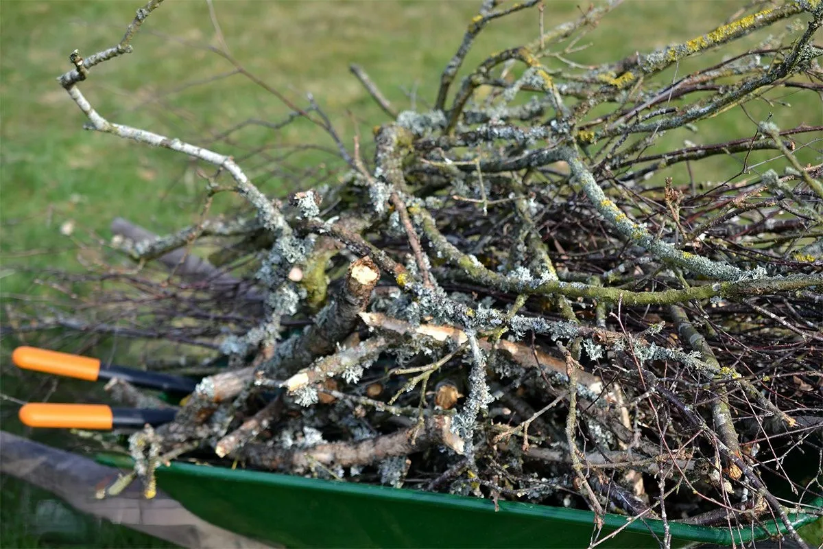 Autumn Pruning: 5 Trees That Need To Be Pruned Now To Survive The Winter