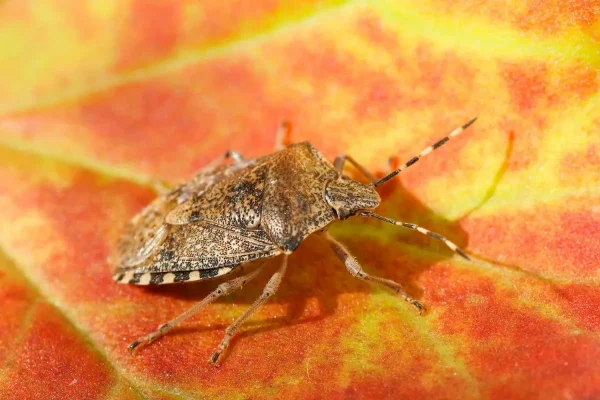 Fed Up With Garden Bugs Invading Your Home This Autumn? We’Ll Get Rid Of Them For Good!