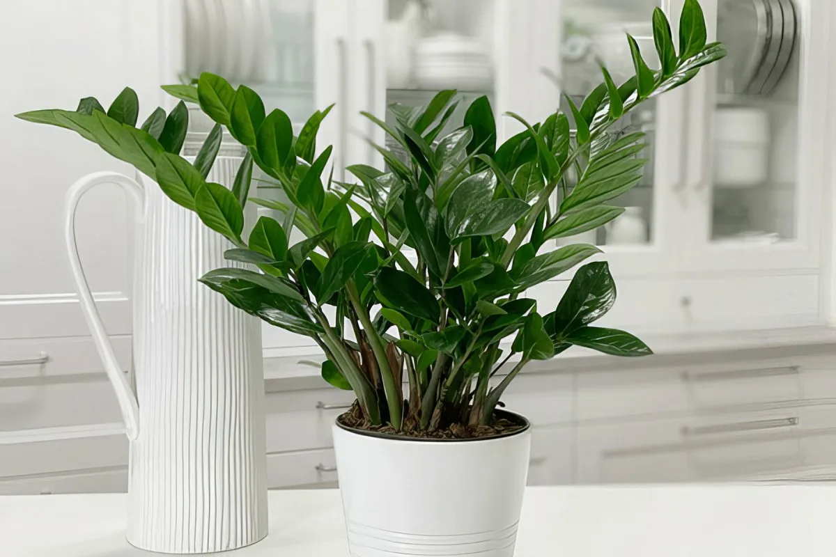 Dollar Plant