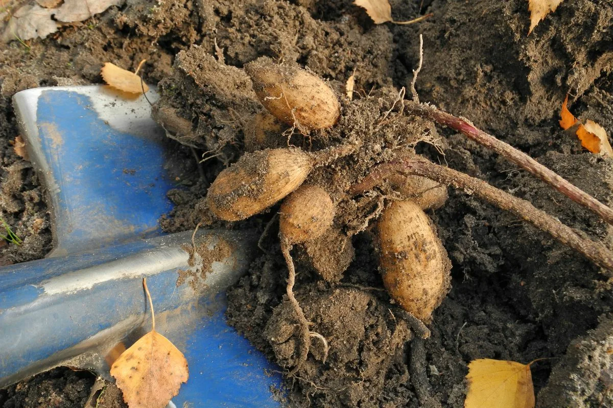 The Only Thing You Need To Do Before The First Frosts To Save Your Dahlias And Enjoy Them Again Next Year