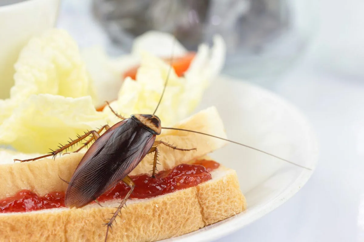 Cockroaches