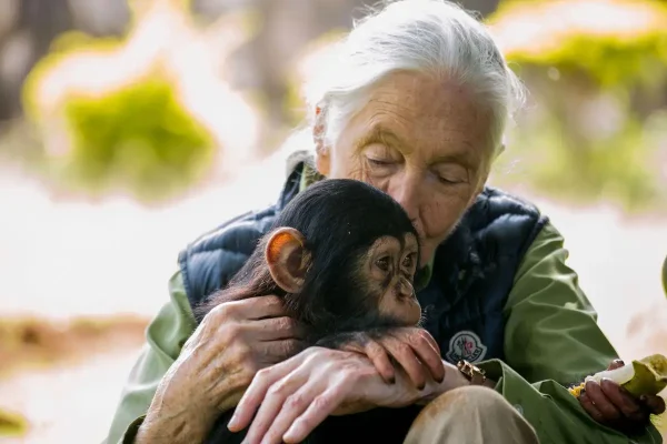 No, Humans And Chimpanzees Do Not Share 99% Of Their Dna: A Recent Study Explains Why