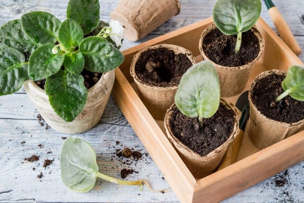 ‘They Grow Back Incredibly Quickly With This Technique’: Now Is The Perfect Time To Take Cuttings From Your Houseplants