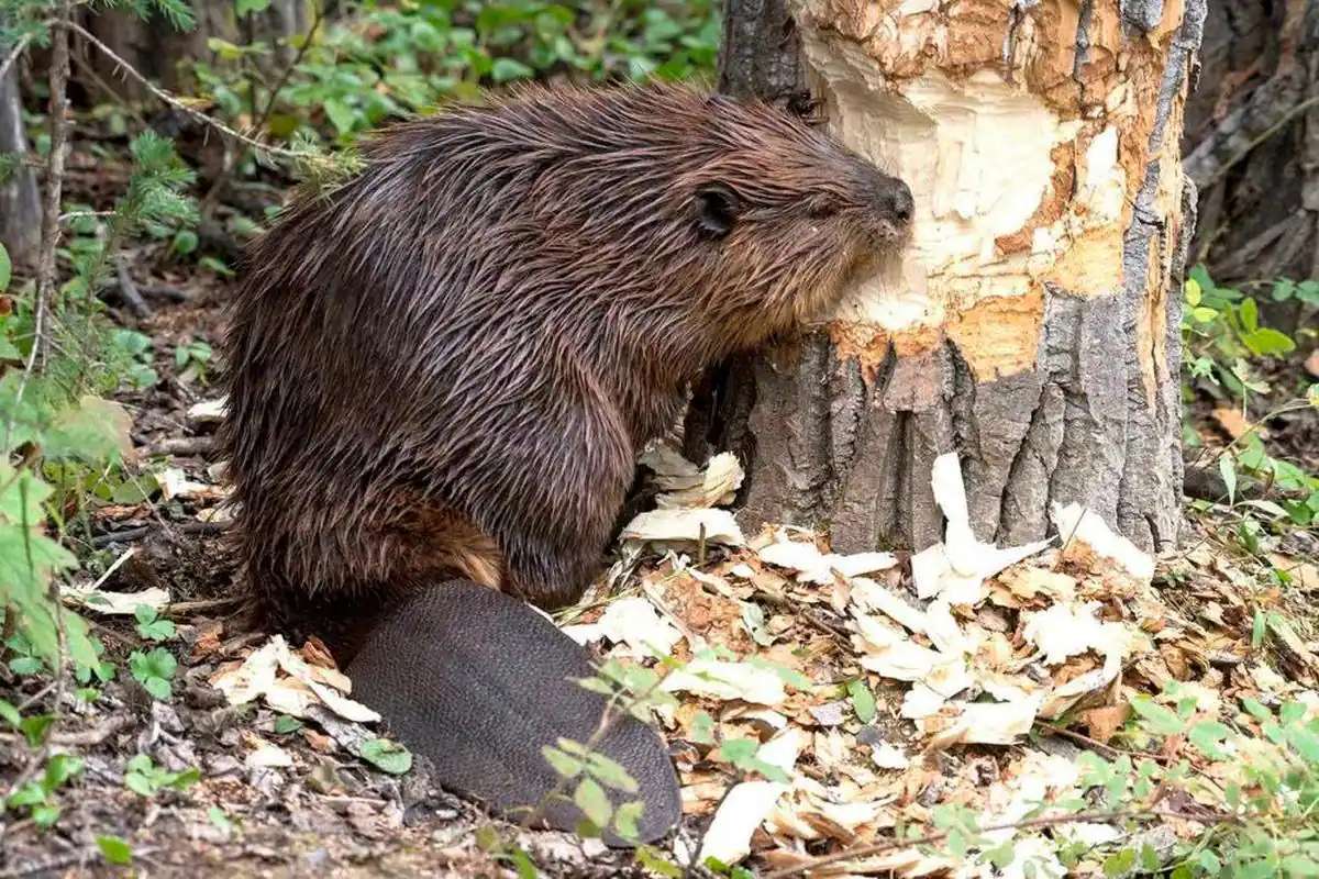 Specimens Of The Enormous Animal Believed To Be Extinct On The Peninsula Found In The Tagus River