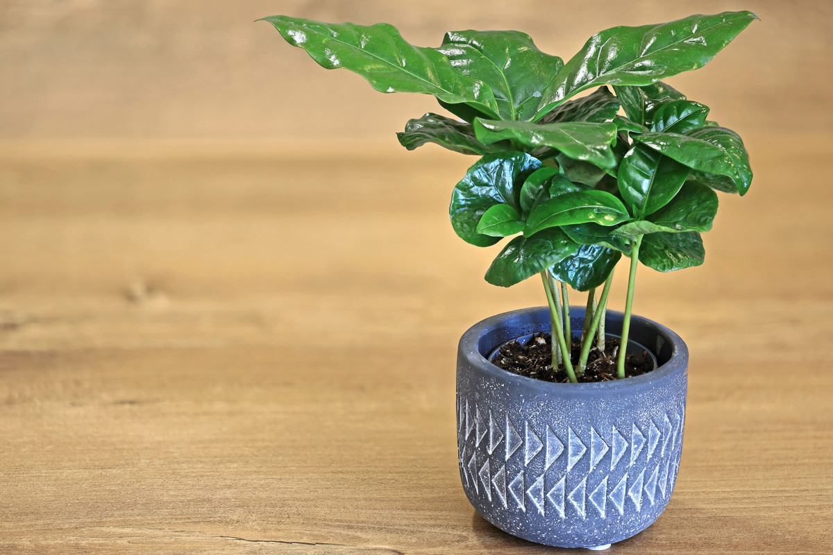 Coffee Tree