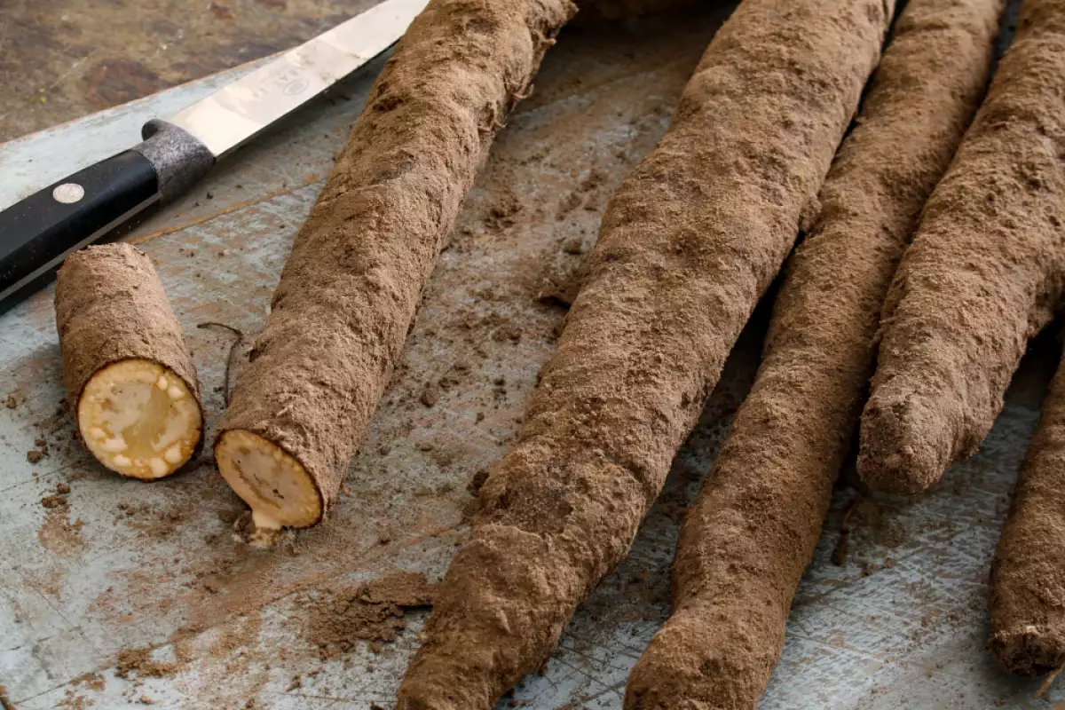 This Forgotten Vegetable That Our Ancestors Sowed In October For Tender Harvests At The End Of Winter