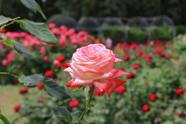 For Beautiful Roses, Add This Fertiliser To Your Autumn Mulch
