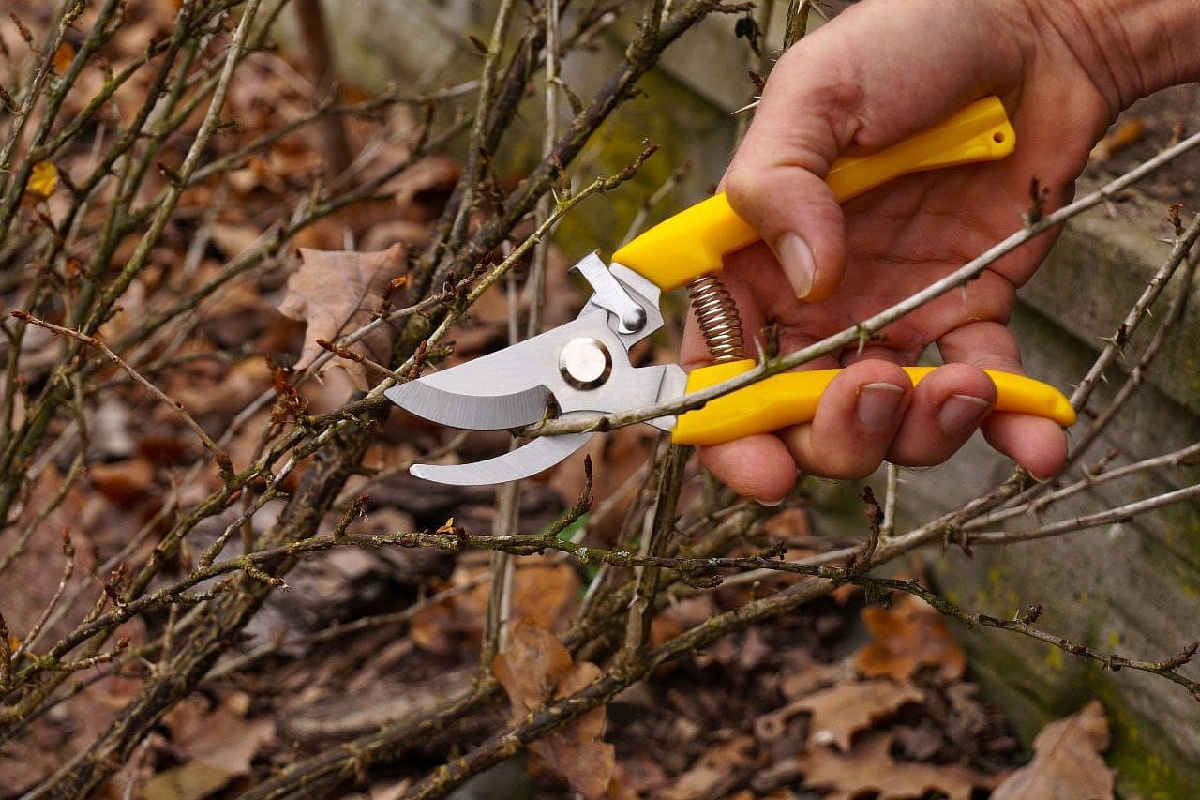 Autumn Pruning