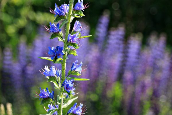 Over 150 Species To Sow Dormant