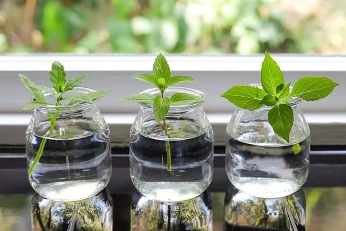 ‘They Grow Back Incredibly Quickly With This Technique’: Now Is The Perfect Time To Take Cuttings From Your Houseplants