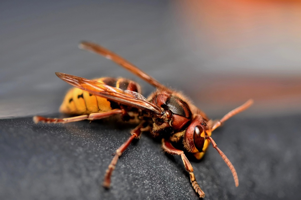 Nature Run Turns Into Nightmare: Around Thirty Participants Stung By Hornets, Three People Hospitalised