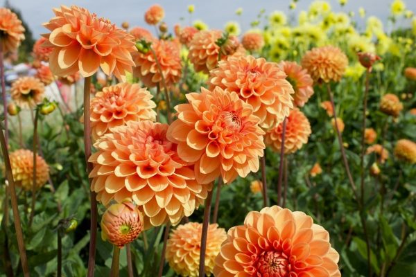 The Only Thing You Need To Do Before The First Frosts To Save Your Dahlias And Enjoy Them Again Next Year