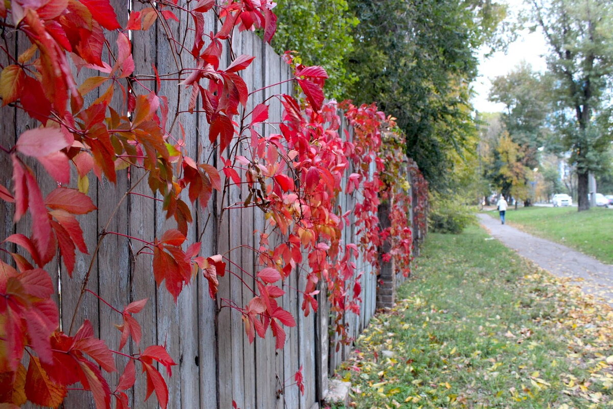 Should You Cut Ivy From Trees In Autumn?