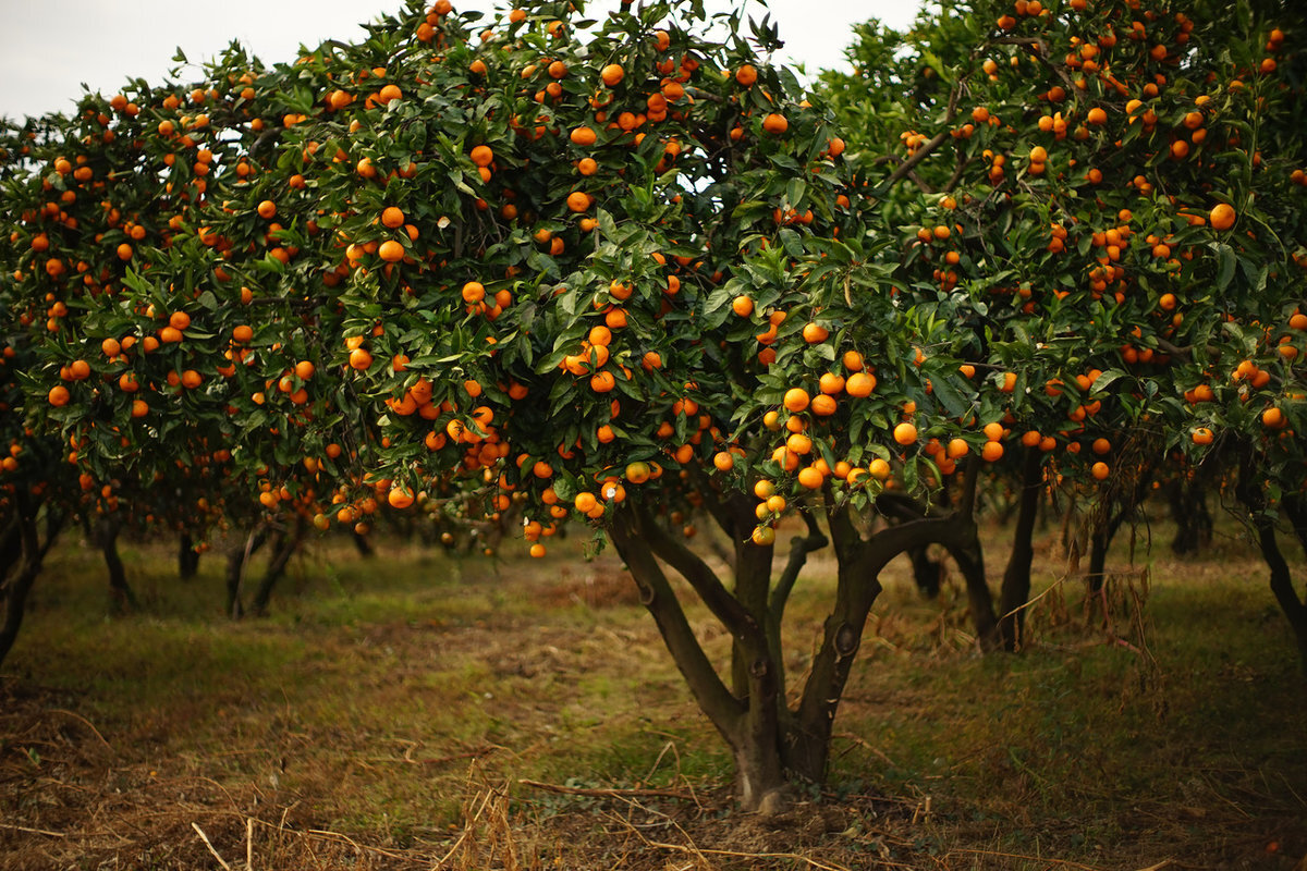 ‘We Didn'T Expect So Much Fruit!’ These Small Fruit Trees Transform Your Garden From October Onwards