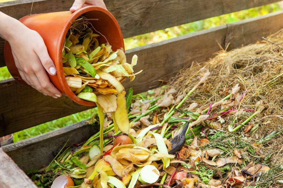 ‘This Seed Thrown Into The Compost Heap Has Grown Into A Fruit Tree Stronger Than All My Other Plants!’