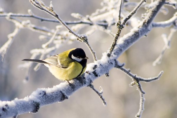 ‘Three Plants, No More Than That, And My Tits Never Leave The Garden.’