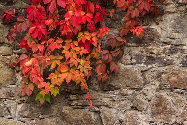 Should You Cut Ivy From Trees In Autumn?